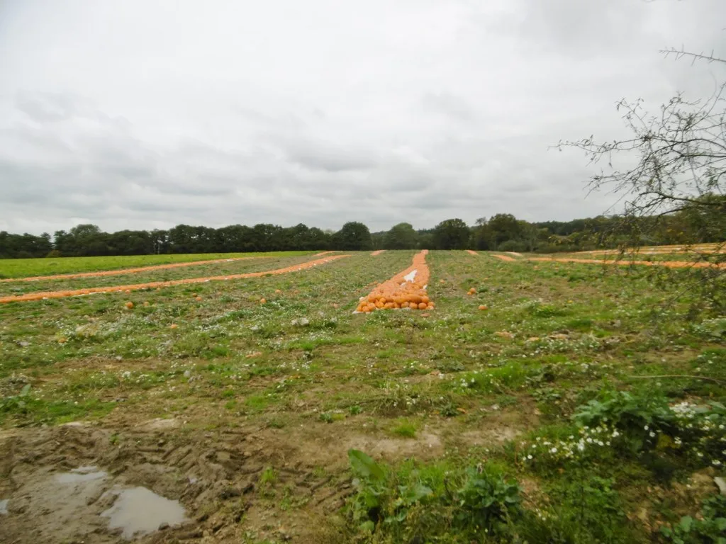 Halloween in the New Forest 2026: pumpkins and scare nights